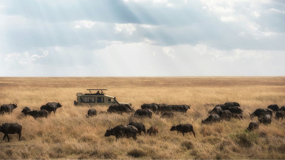 Tanzania Tour Packages